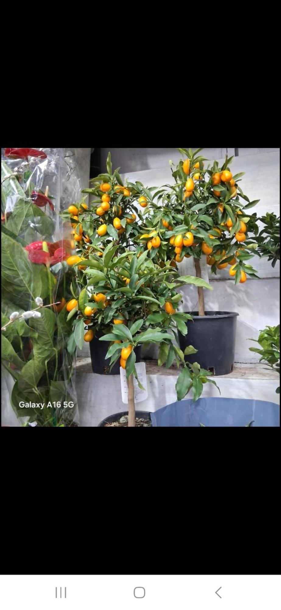 Apartamento Vatican In